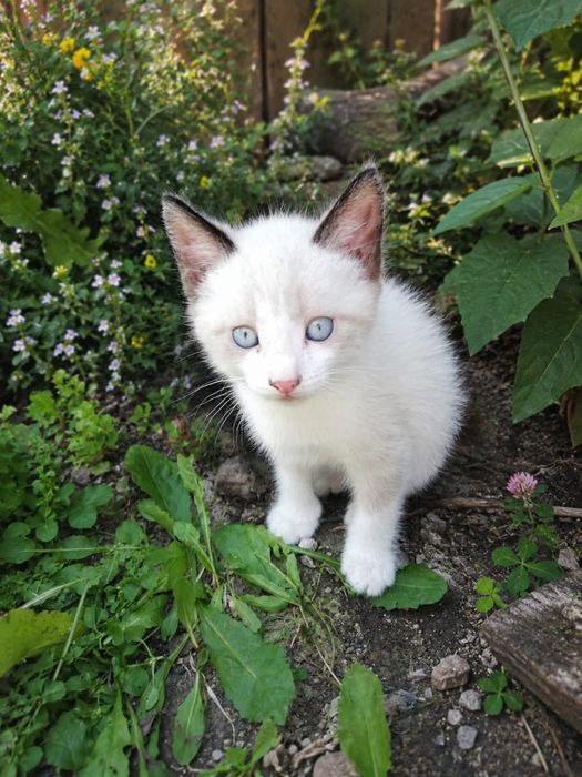 Котята по полтора месяца