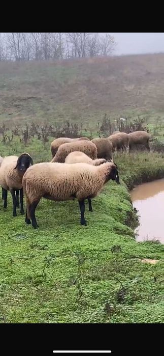 Vând oi carabasa cu cap negru de Teleorman