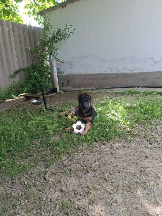 Немецкая овчарка күшігі