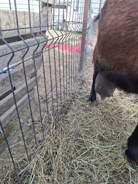 Vand capre saanen bune de lapte