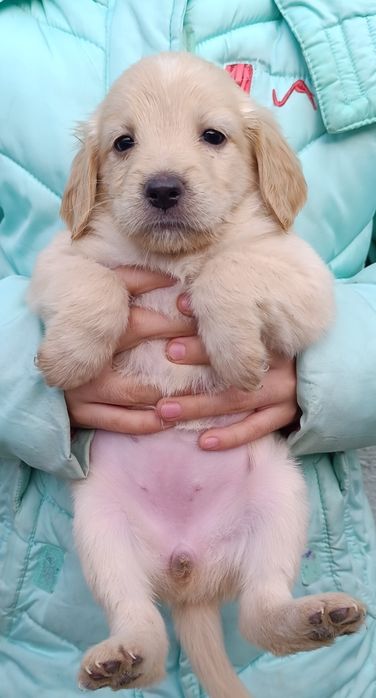 Спаниельки смешанные