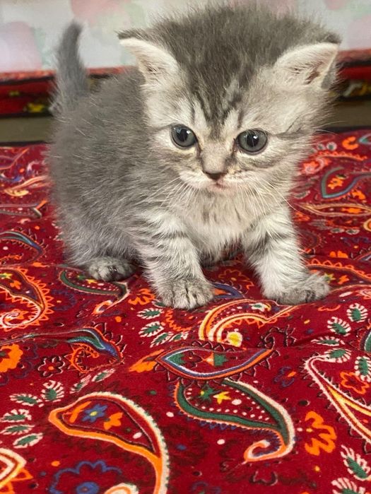 Продам котят породистые