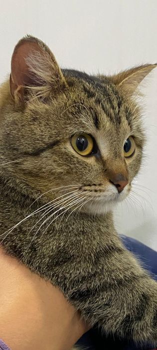 Ласковый и добрый котик