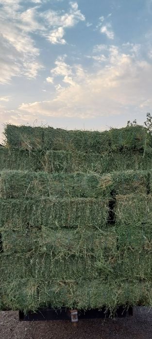 Baloti de lucerna de vânzare