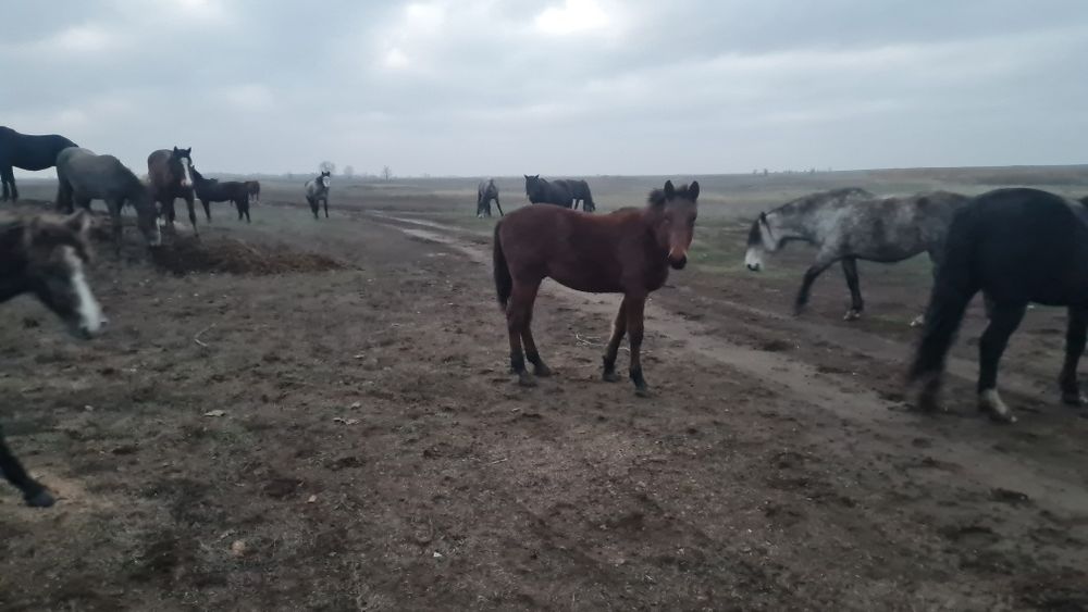 жылқы (бие, жабағы)  - лошади