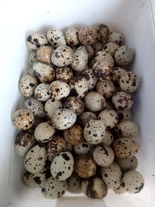 Перепелиные яйца