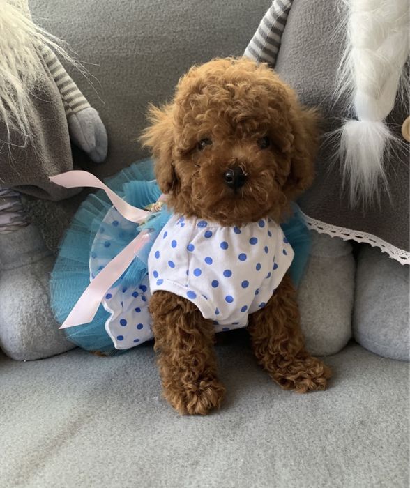 Пудел той пудел тийкъп с родословие Poodle toy red