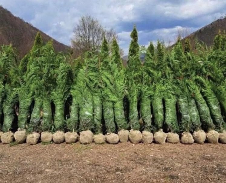 Leylandii de vânzare – ideal pentru gard viu.