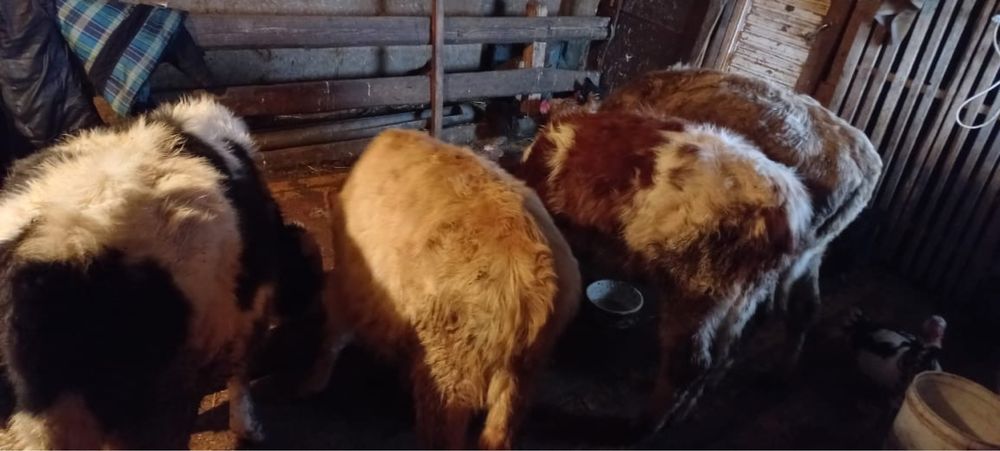 Баспақ сатылады 3 ұрғашы, 1 еркек