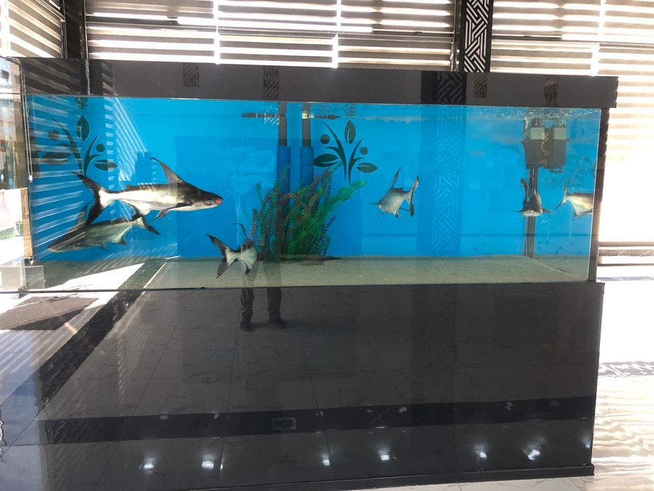 Пангасиус (Акулий сом) – домашняя мини-акула