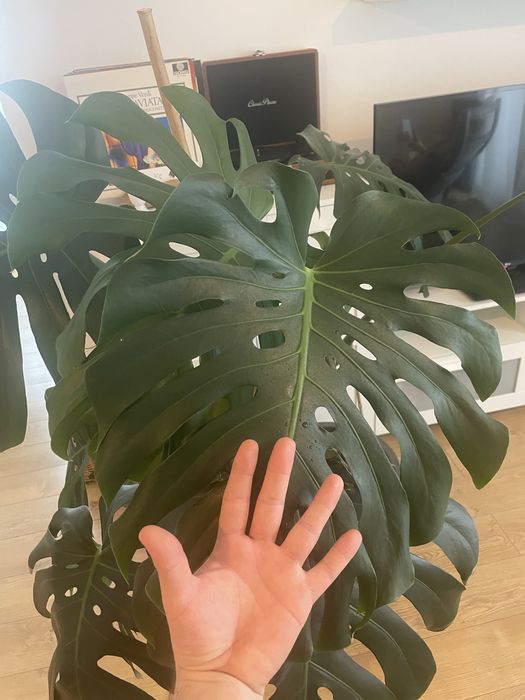 Monstera Deliciosa 1.40 planta de apartament
