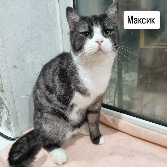 Котики ищут дом и ответственные и любящие руки