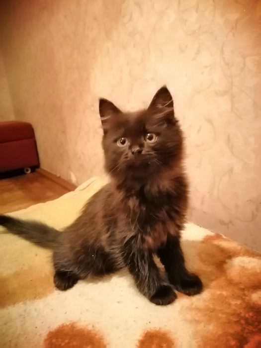 Кішкентай мысық еркек