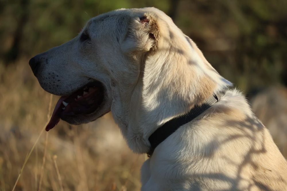 Девочка Алабая подрощенная