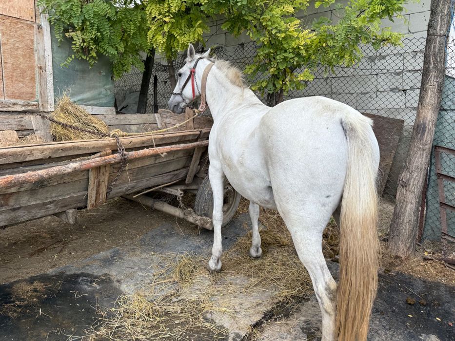 Iapa tânără de vânzare