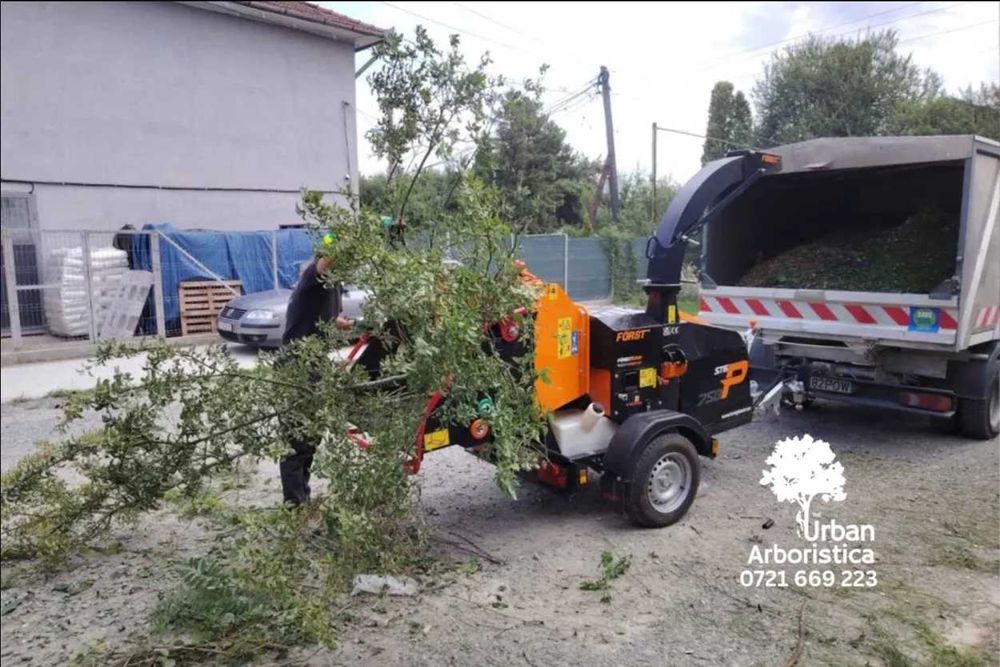 Toaletare Copaci Tăiere Arbori Defrișare Copaci Periculoși Gard Viu