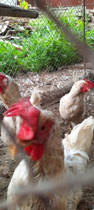 Tovuqlar sotiladi ?Товуклар сотилади