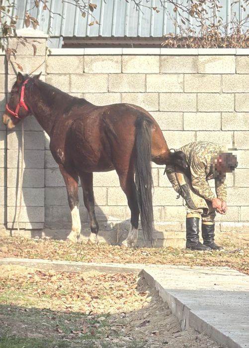 Жеребец Айгыр 2021