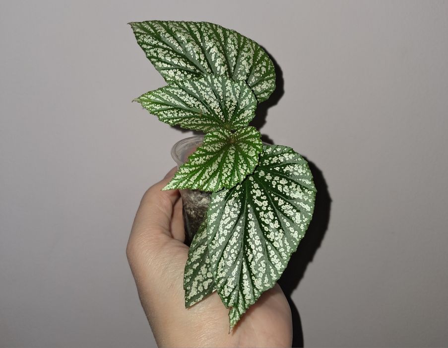 Бегония Серебристо-Крапчатая