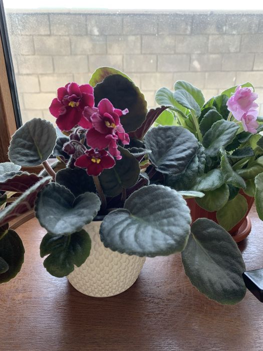 Продам цветущие фиалки