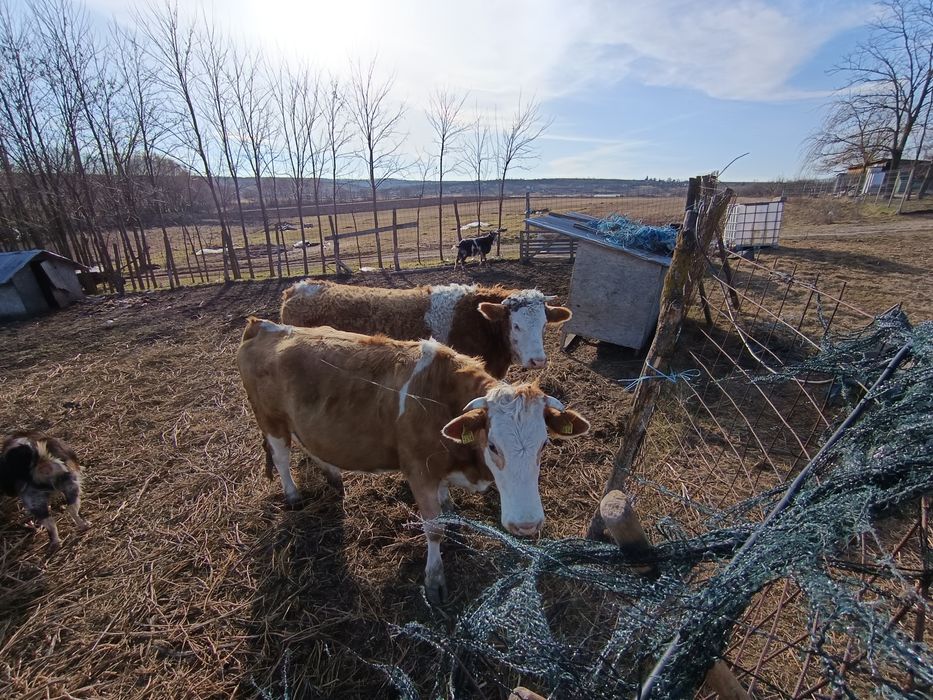 Vând două juninci!