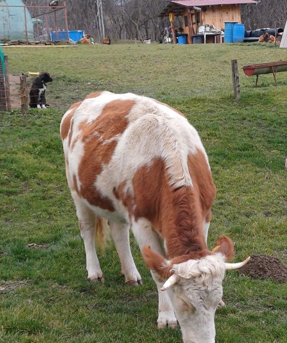 Vând baltata românească
