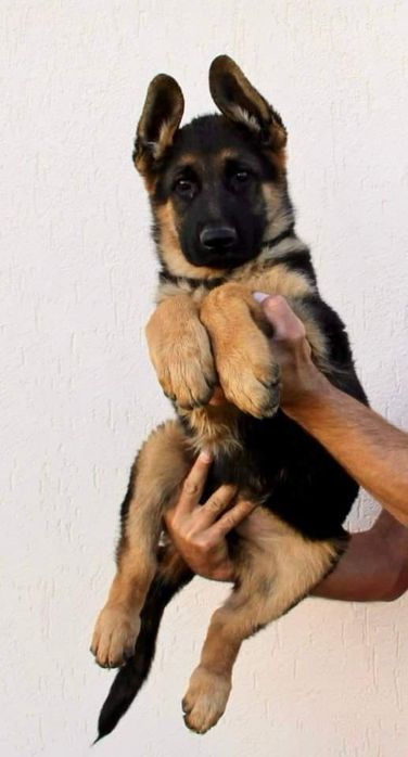 Pui ciobănesc german