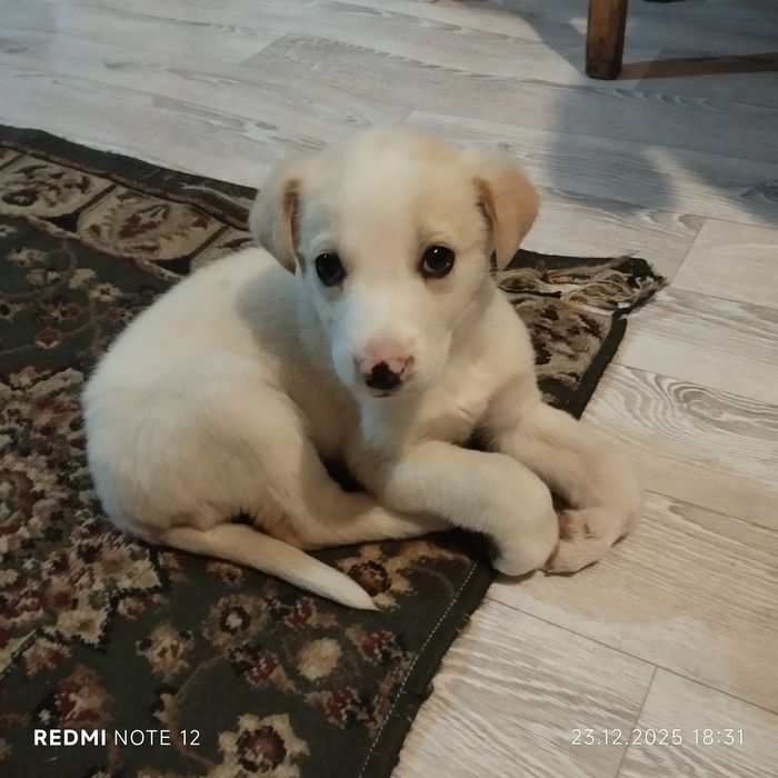 Отдам щенка в добрые руки