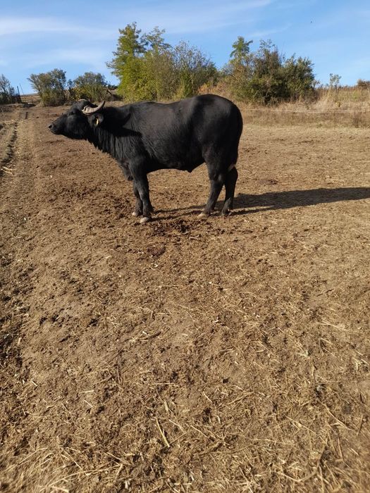 Taur de bivolă de vânzare