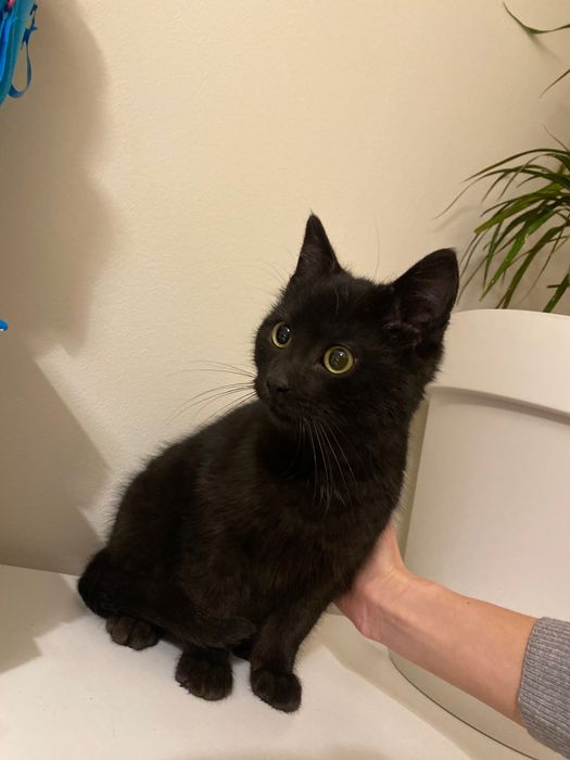 Котенце момче 5 мес