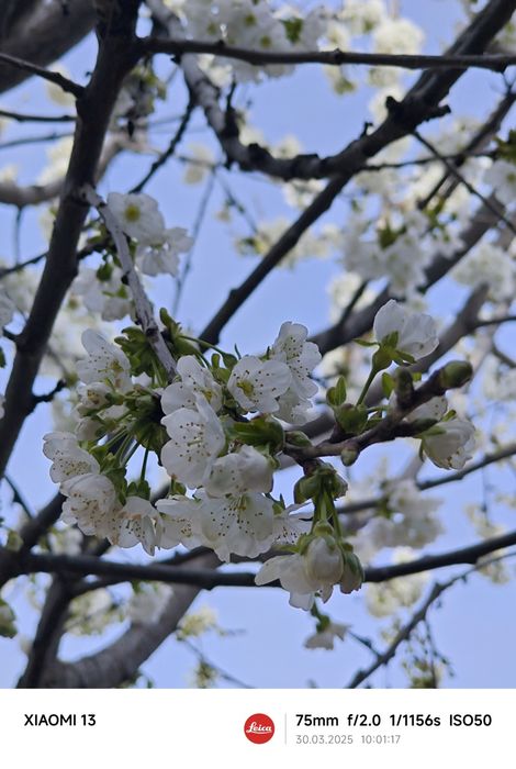 Xiaomi 13 12/256 Global