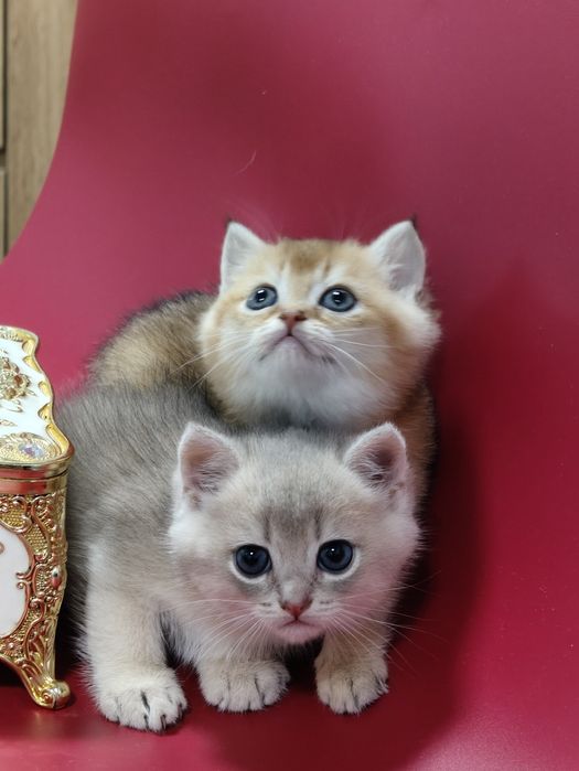 Котята на резерв шиншиллы