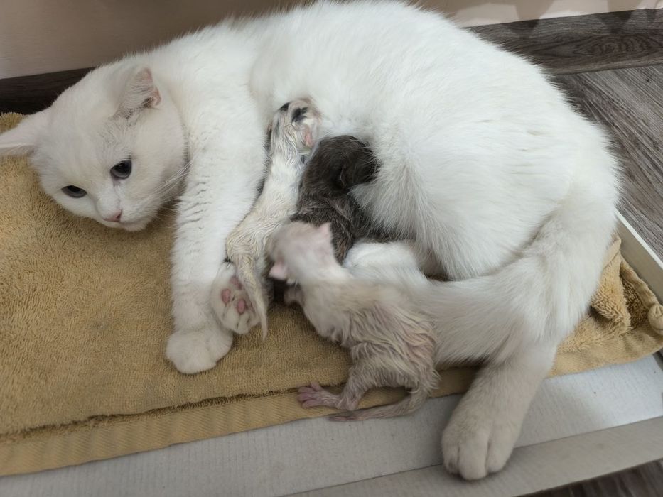 Продается котенок