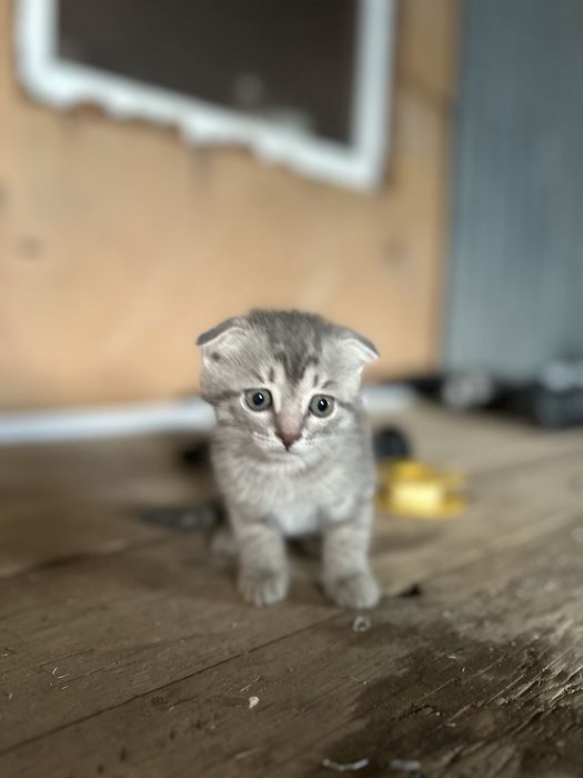 Шатланская котята девочка