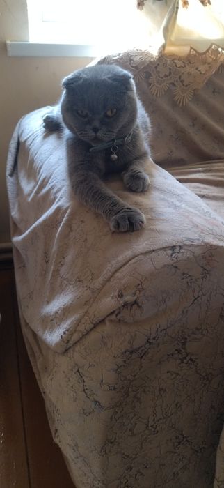Продаётся кошка шотландская веслоухий девочка.