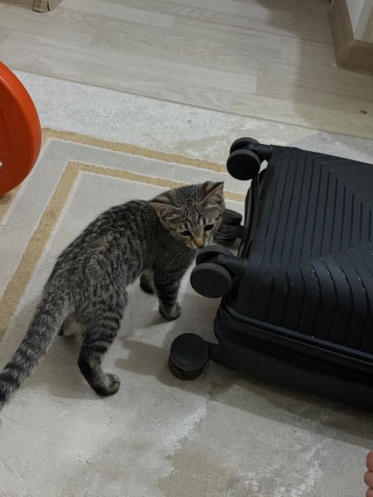 Продается домашний котенок