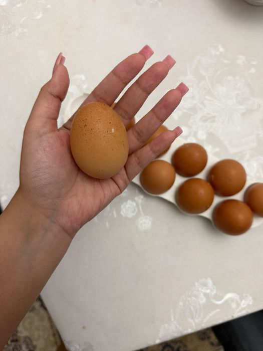 Домашние яйца/қолдың жұмыртқасы