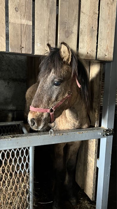 Жеребец 10 месяцев