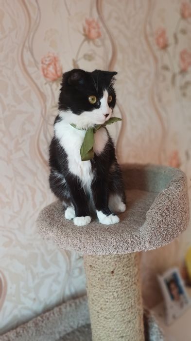 Котёнок в добрые руки!