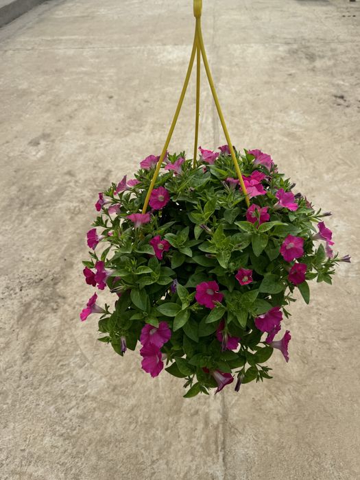 Ампельные петунии