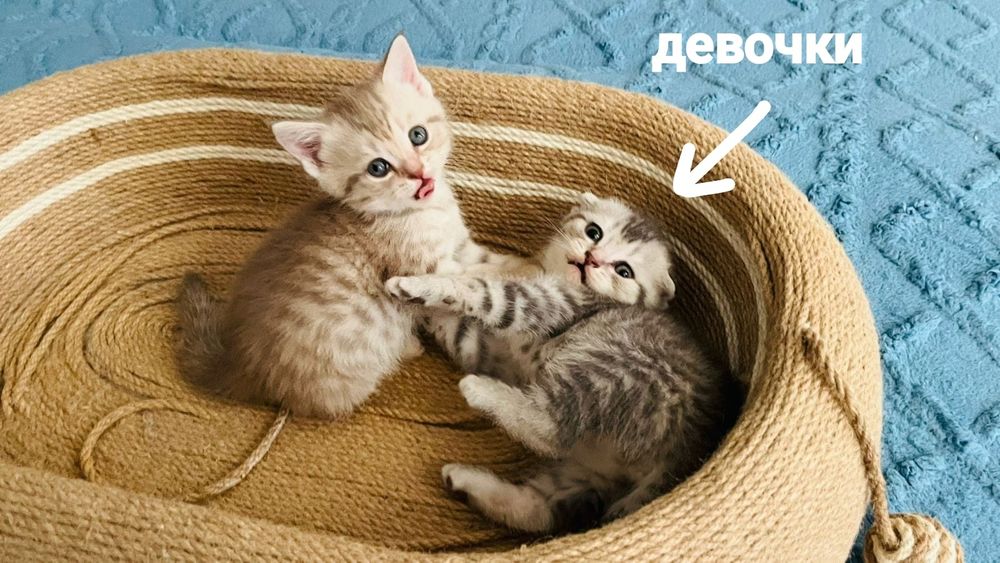Котята шотландские