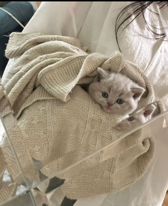 Британские котята