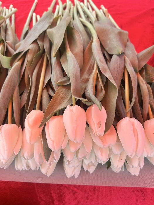 Тюльпан бар КЕЛІСЕМІЗ