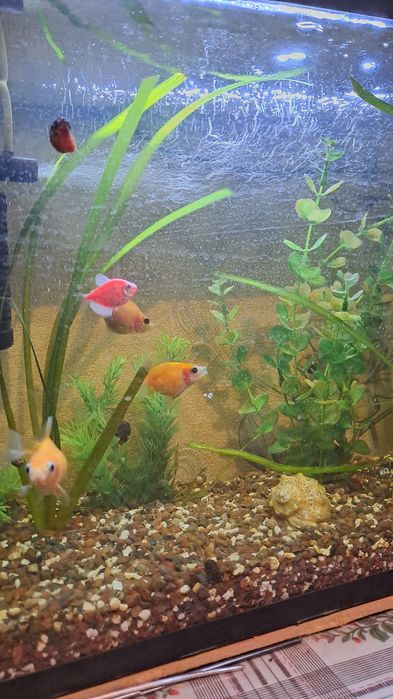 Продаётся аквариум