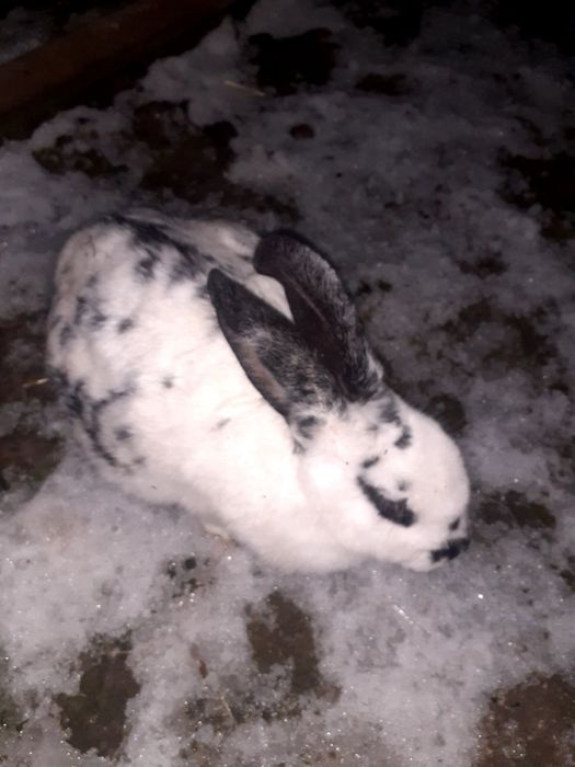 Quyon boğoz 10kun boldi qoshilganiga