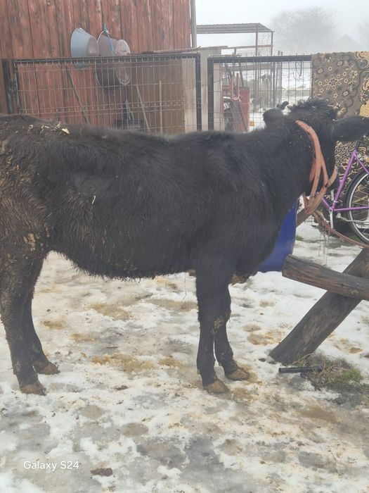 De vânzare vitica 7 luni