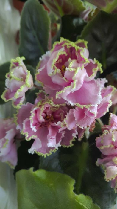 Фиалка/сенполия. Сортовая.