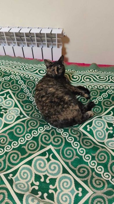 Отдаём двух домашних кошек в хорошие руки