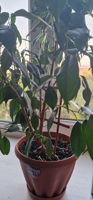 Фикус Бенджамина