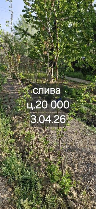 Фруктовые деревья, персик, слива, яблоки, урюк, черешня